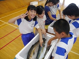 お魚教室 6月 16年 村櫛小学校 ブログ 村櫛小学校