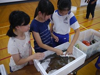 お魚教室 6月 16年 村櫛小学校 ブログ 村櫛小学校