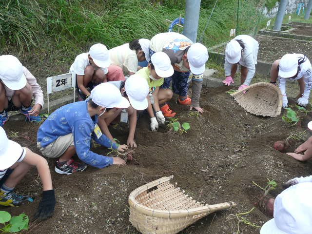 実りの秋です さつまいも掘り 10月 18年 村櫛小学校 ブログ 村櫛小学校