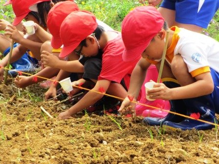 ６月１０日 ３年ひまわりの種植え 6月 15年 中ノ町小学校 ブログ 中ノ町小学校