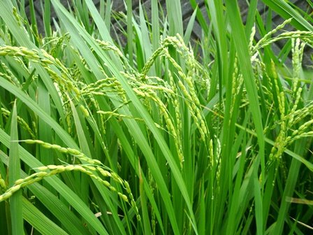 稲の穂がふくらんできました 8月 15年 奥山小学校 ブログ 奥山小学校