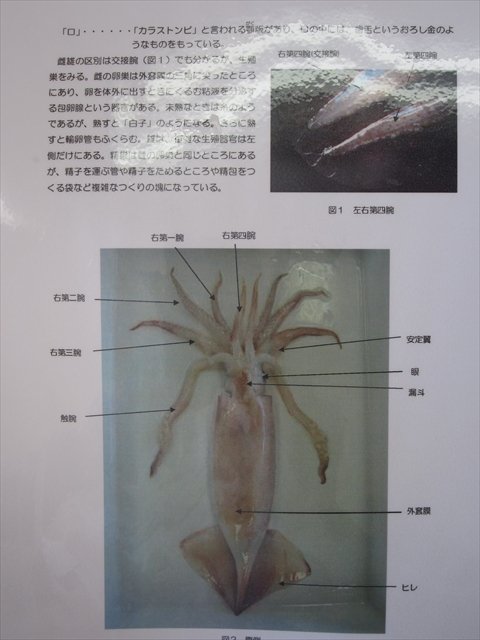 イカの解剖 10月 12年 佐久間中学校 ブログ 佐久間中学校
