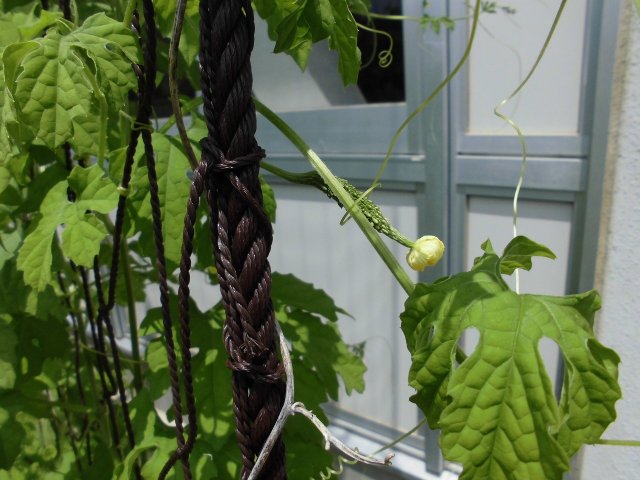 4年1組のみなさんへ 8月 17年 西都台小学校 ブログ 西都台小学校