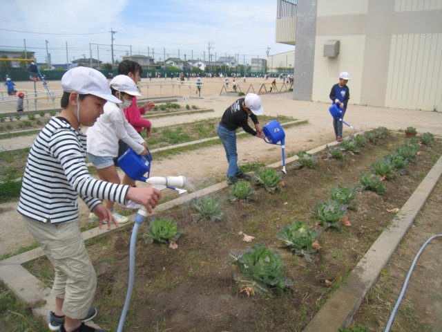 キャベツ畑の水やりをしたよ 4月 17年 積志小学校 ブログ 積志小学校