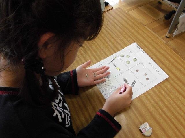 種の観察をしたよ 5月 16年 積志小学校 ブログ 積志小学校