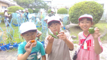 2年生】野菜が大きくなりました | 7月 | 2026年 | 浅間小学校 ブログ
