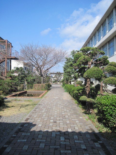 中庭のサクラ 4月 12年 蜆塚中学校 ブログ 蜆塚中学校