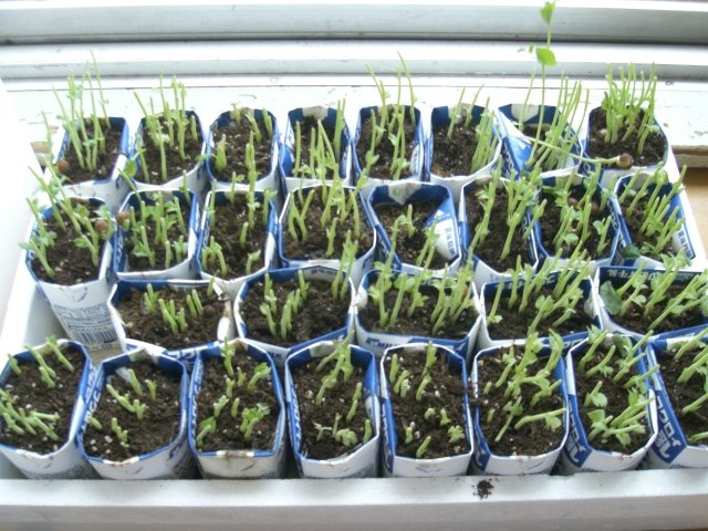 豆苗の様子 6月 14年 天竜中学校 ブログ 天竜中学校