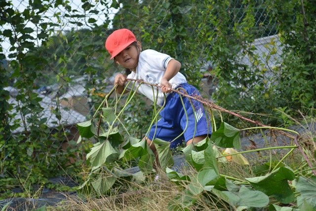 芋掘りをしたよ 10月 16年 浦川小学校 ブログ 浦川小学校