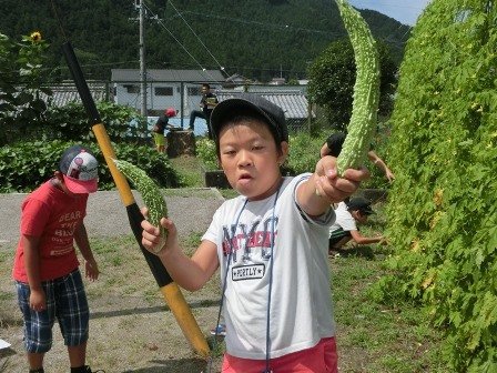 理科 ツルレイシの観察 7月 18年 浦川小学校 ブログ 浦川小学校