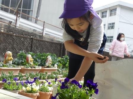 花の苗植えから始まって 3月 19年 浦川幼稚園 ブログ 浦川幼稚園