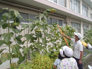 ３年生 理科の学習 9月 22年 和田小学校 ブログ 和田小学校 Blog