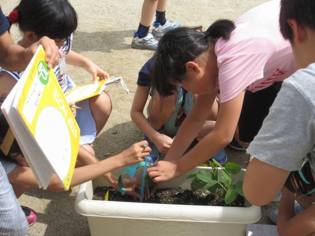 ３年生 理科の授業 6月 18年 和地小学校 ブログ 和地小学校