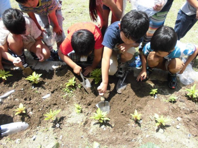 ここ掘れ 理科 植物の体のつくり 6月 14年 雄踏小学校 ブログ 雄踏小学校